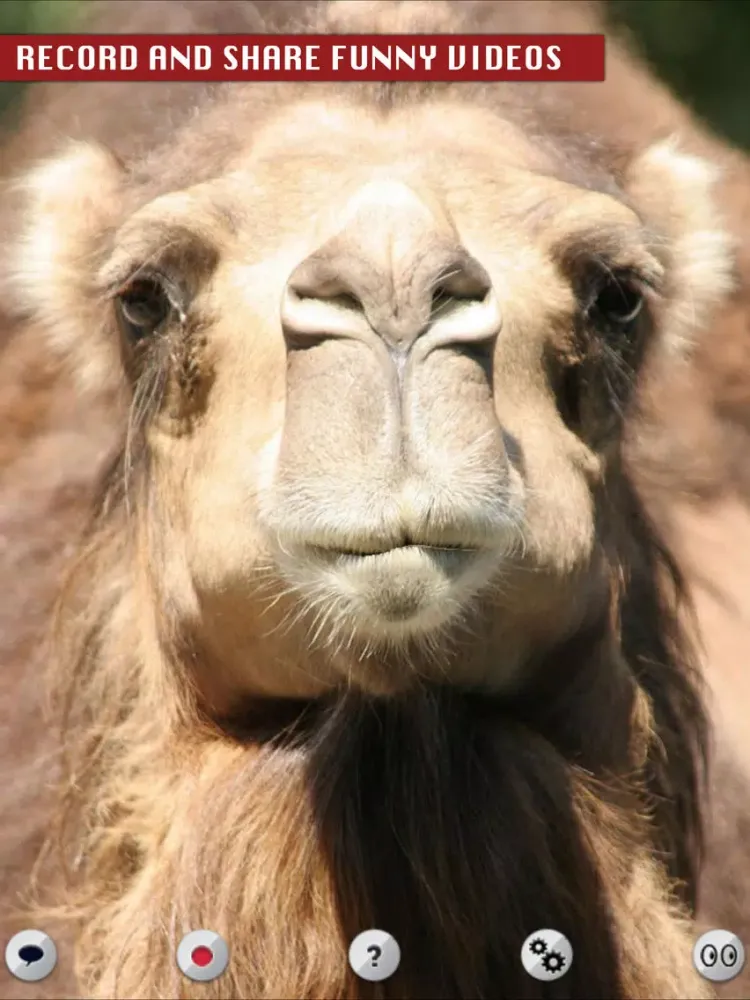 ภาพหน้าจอของ Talking Camel iPad 