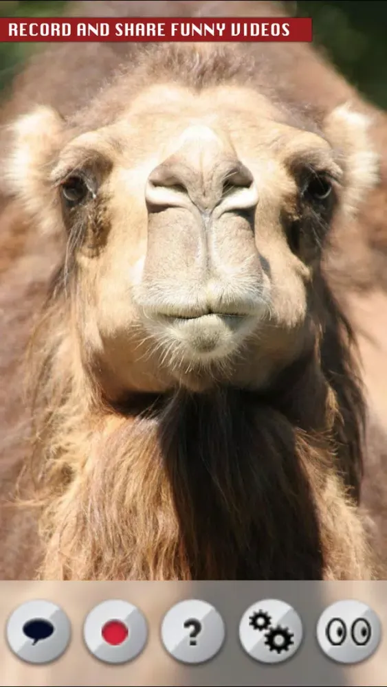 ภาพหน้าจอของ Talking Camel