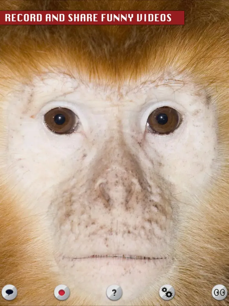 Captures d'écran de Talking Monkey iPad 