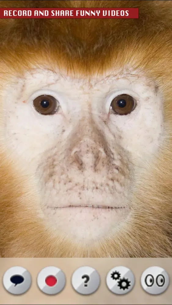 Captures d'écran de Talking Monkey