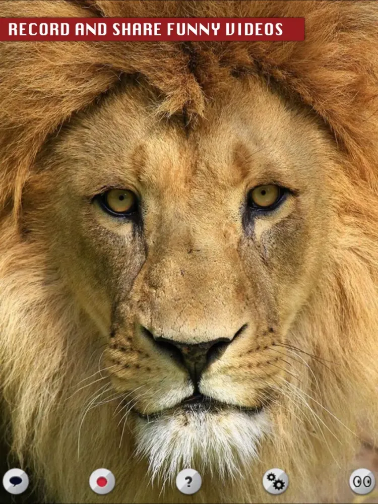 Talking Lion iPad  Screenshots