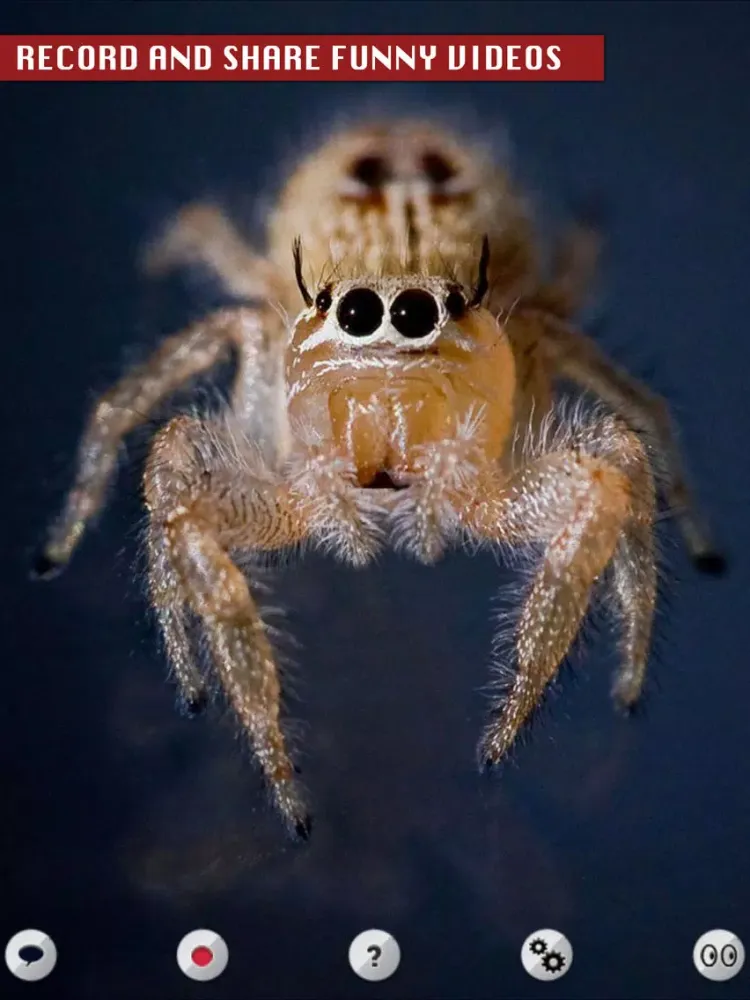 Talking Spider iPad 應用截圖