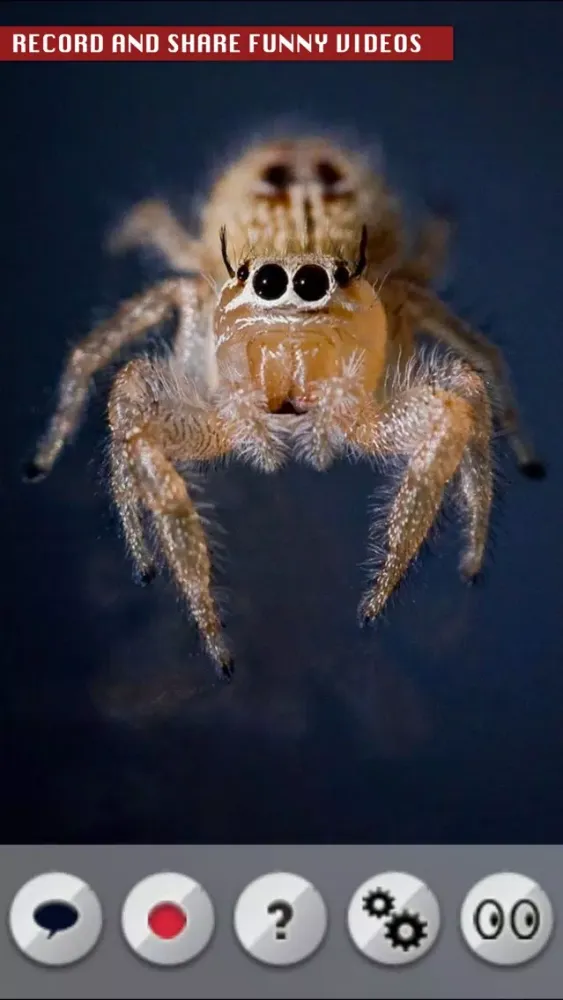Talking Spider應用截圖