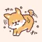 fluffy fat Shiba3