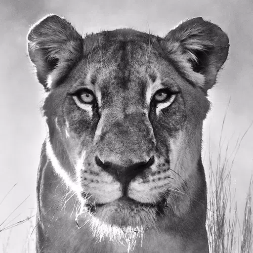 Giltedge Africa Luxury Safaris Giltedge Africa Luxury Safaris