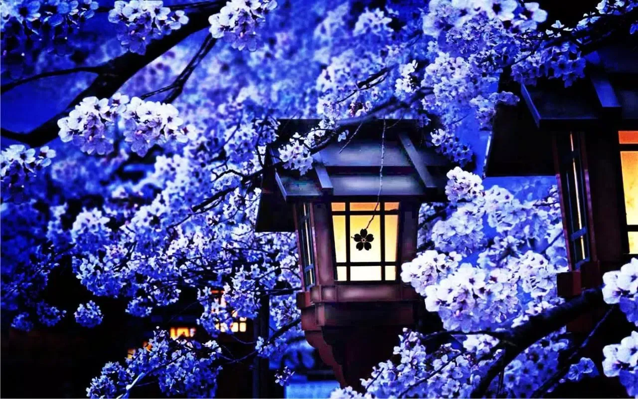 Capturas de pantalla de Sakura Snowfall Live Wallpaper