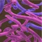 Candida Scores