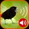 Birds Ringtones