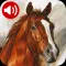 Horse Sounds Ringtones