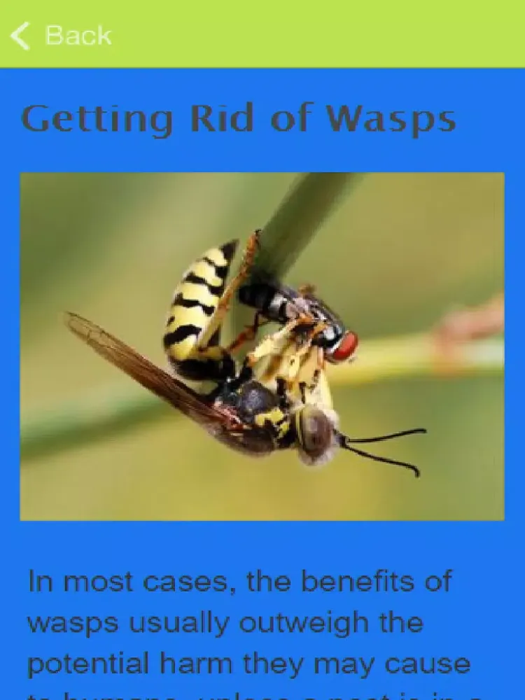 صور How To Treat A Wasp Sting iPad 