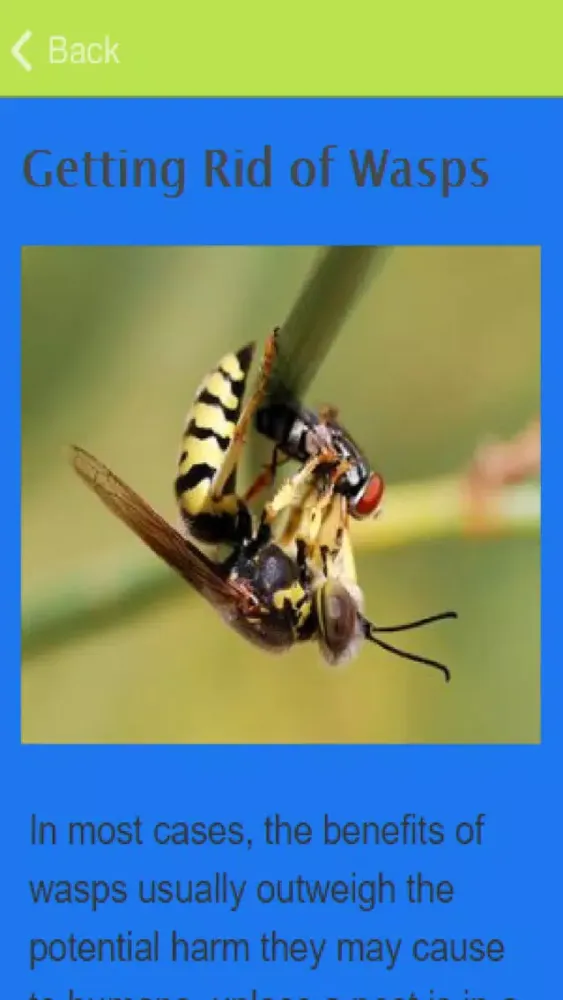 صور How To Treat A Wasp Sting