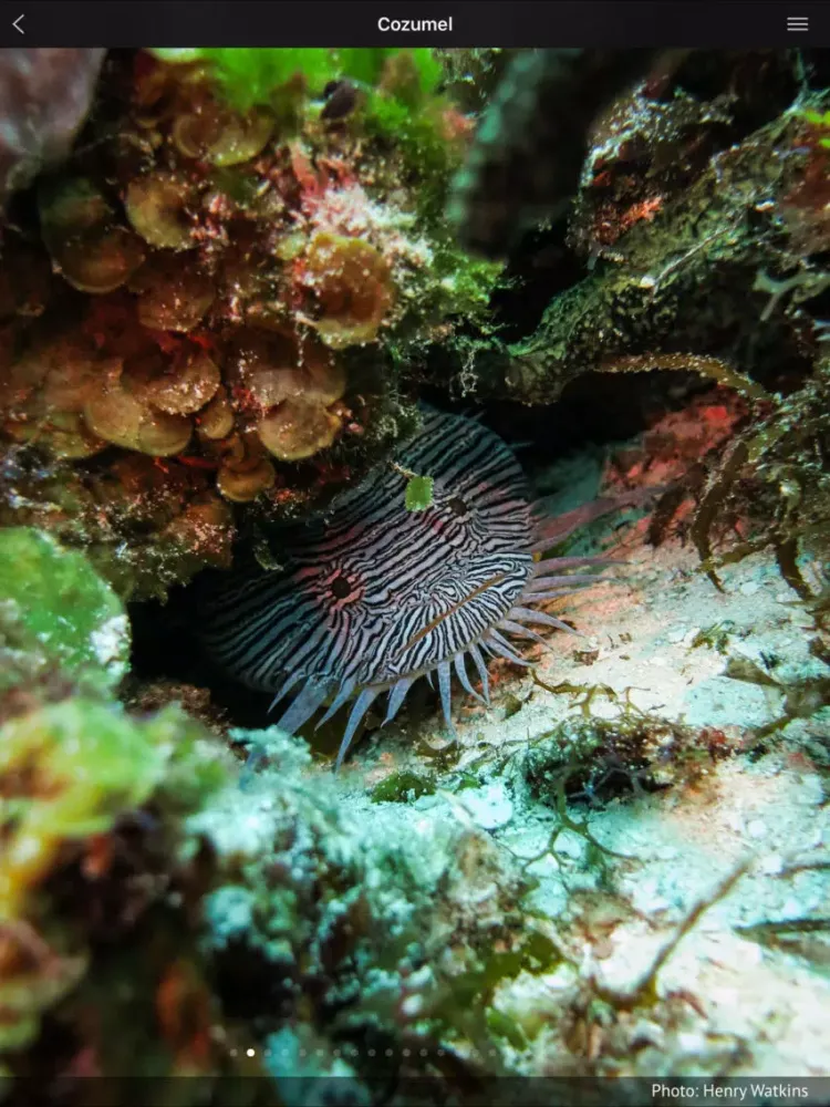 Mexico - Global Dive Guide iPad  스크린샷