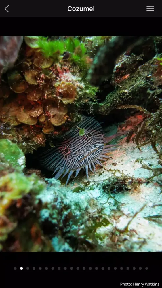 Mexico - Global Dive Guide 스크린샷