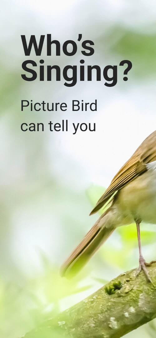 Picture Bird-screenshot-1