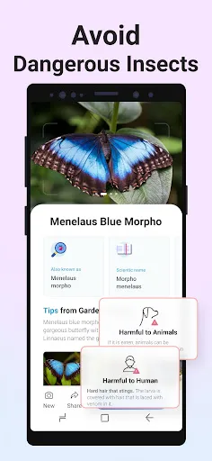 Picture Insect: Bug Identifier Screenshots
