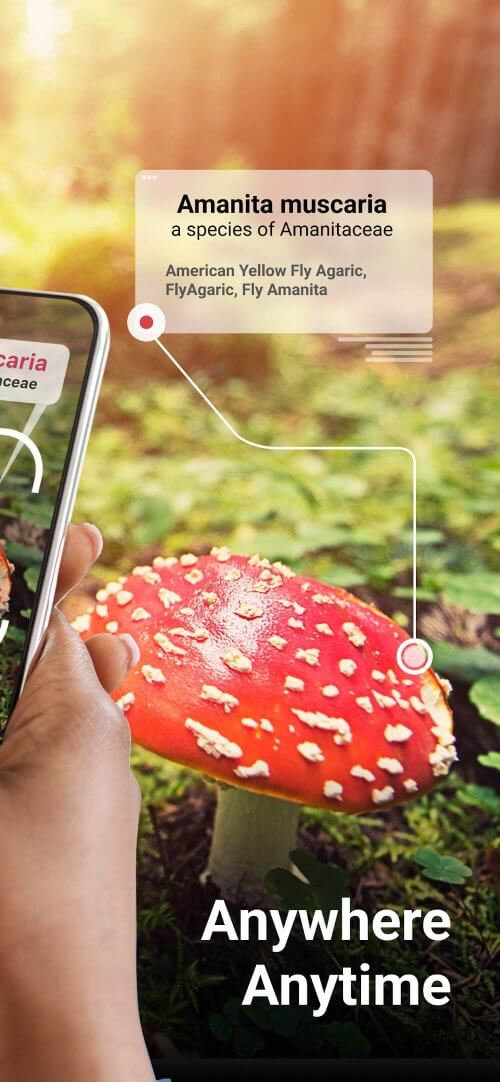 Picture Mushroom-screenshot-2