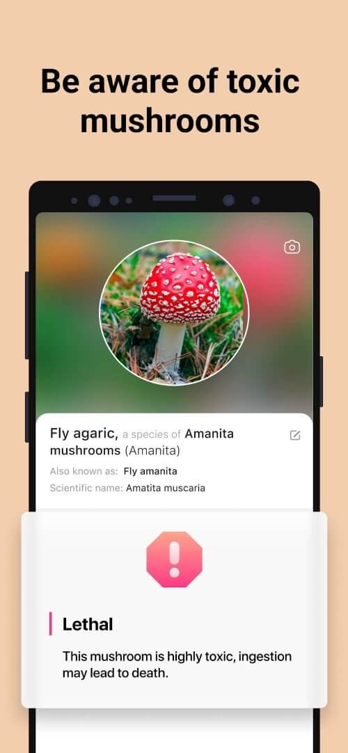 Picture Mushroom-screenshot-3