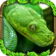 Snake Simulator