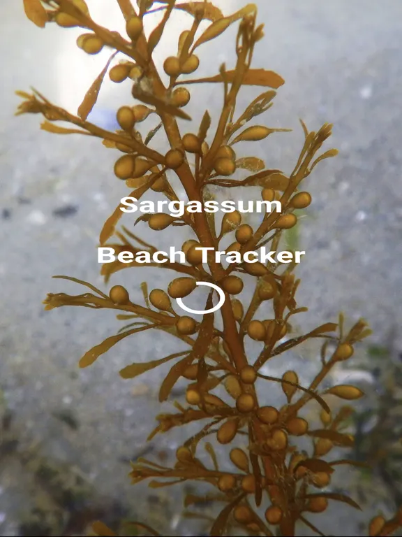 Sargassum iPad  স্ক্রিনশট