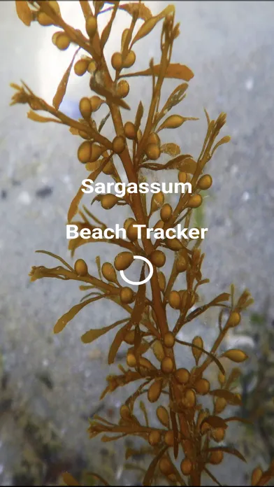 Sargassum স্ক্রিনশট