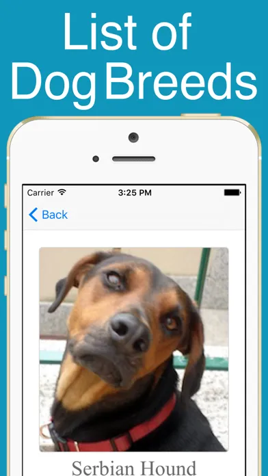 تصاویر World Dogs!