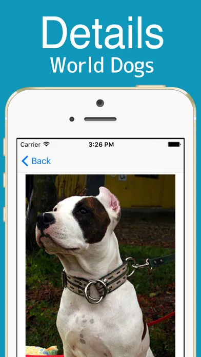 تصاویر World Dogs!