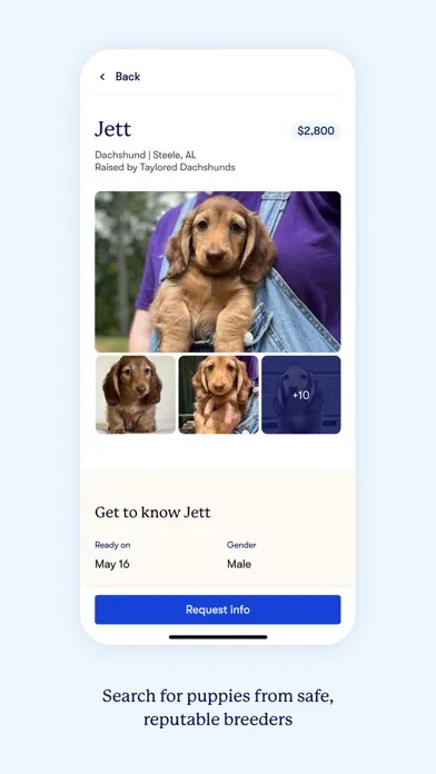 Скриншоты Good Dog: Find Your New Puppy