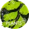 Plants wallpapers