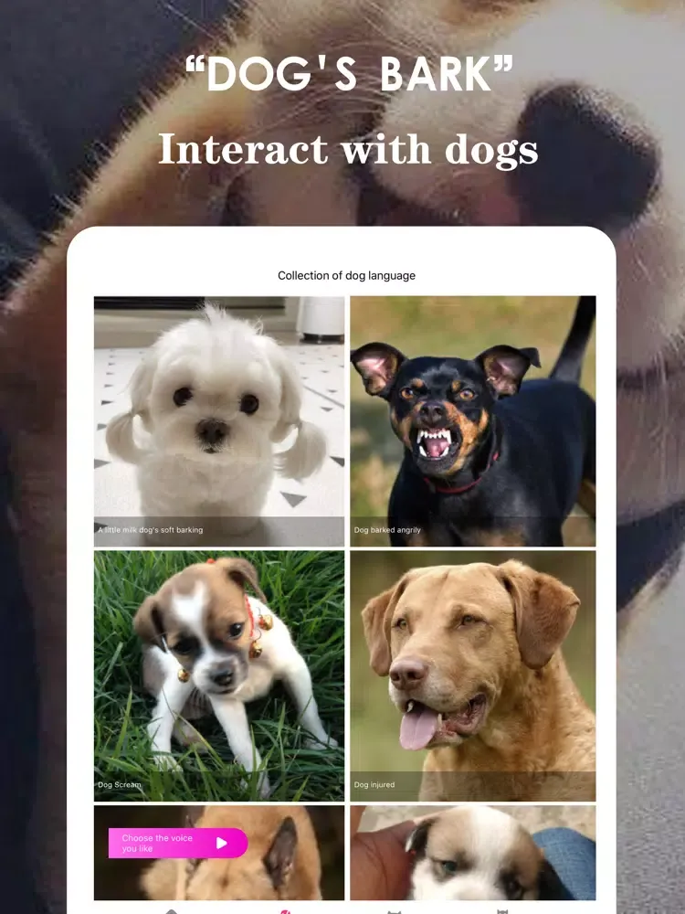 Human cat dog communicator iPad  স্ক্রিনশট
