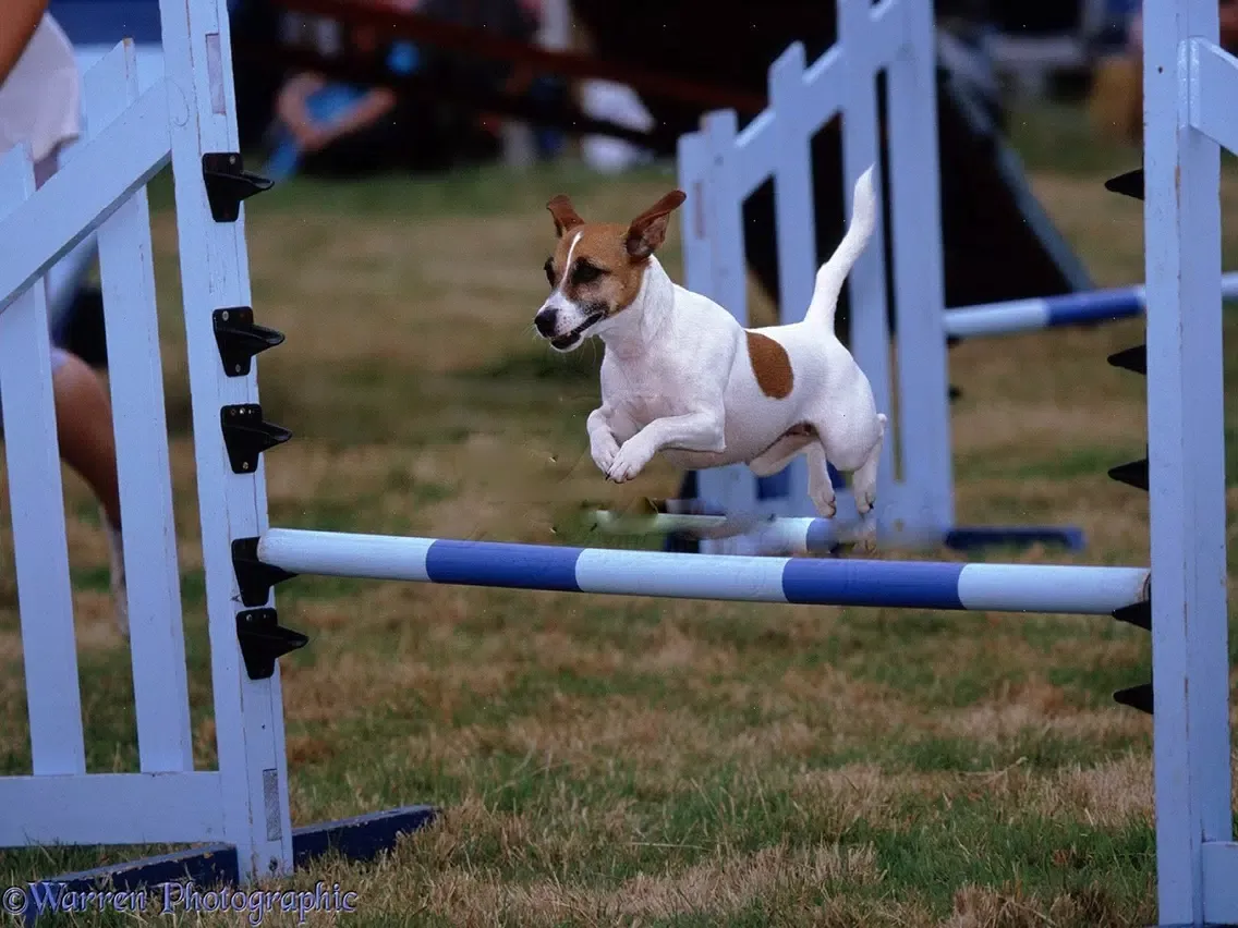 Dog Agility Training Techniques iPad 应用截图