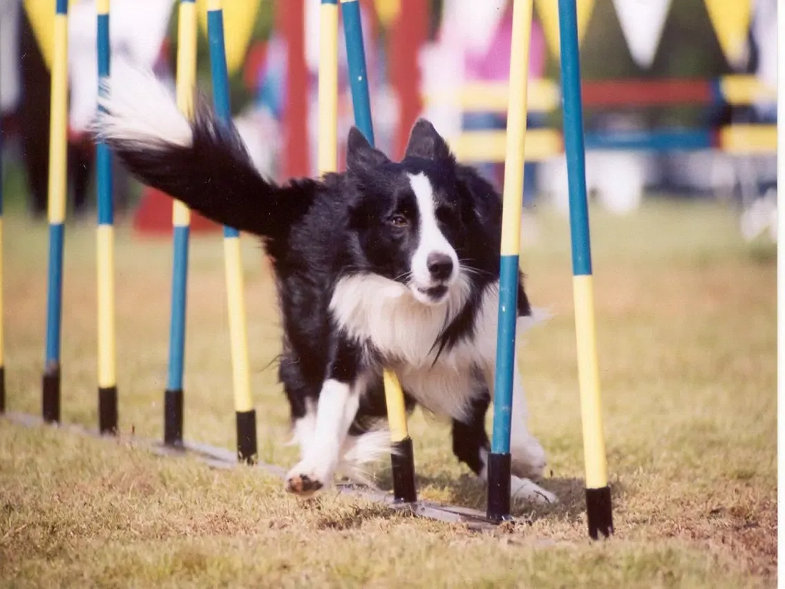 Dog Agility Training Techniques iPad 应用截图