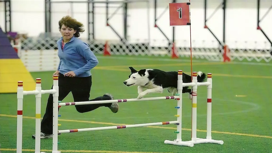 Dog Agility Training Techniques应用截图