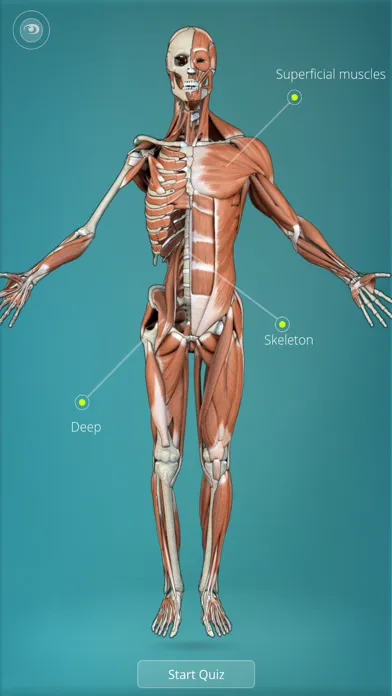 Tangkapan layar Anatomy Quiz - muscles and bones