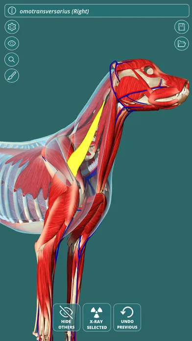 تصاویر Visual Anatomy - Canine