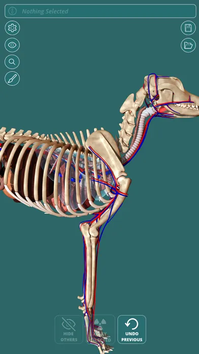 تصاویر Visual Anatomy - Canine