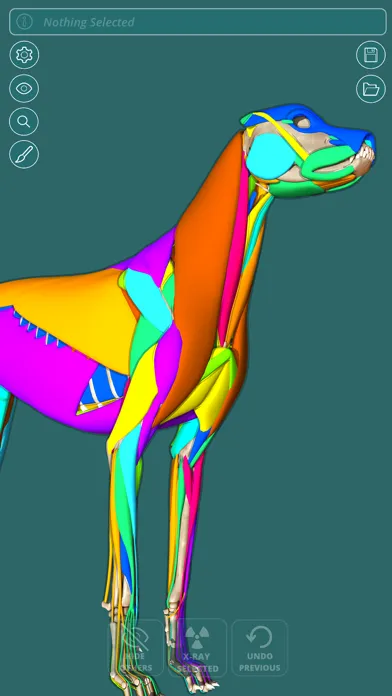 تصاویر Visual Anatomy - Canine