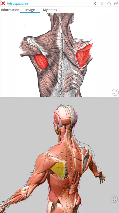 Visual Acupuncture 3D Ekran Görüntüleri