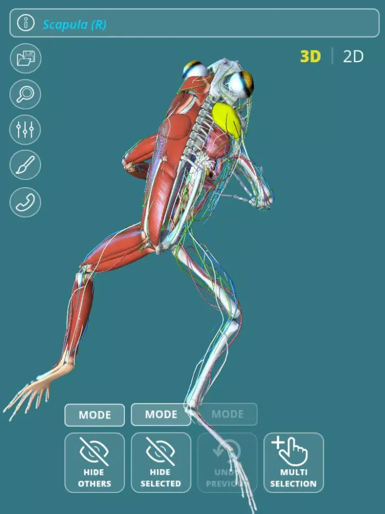 Captures d'écran de Visual Anatomy - Frog iPad 