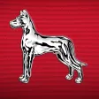 Great Dane Great Dane