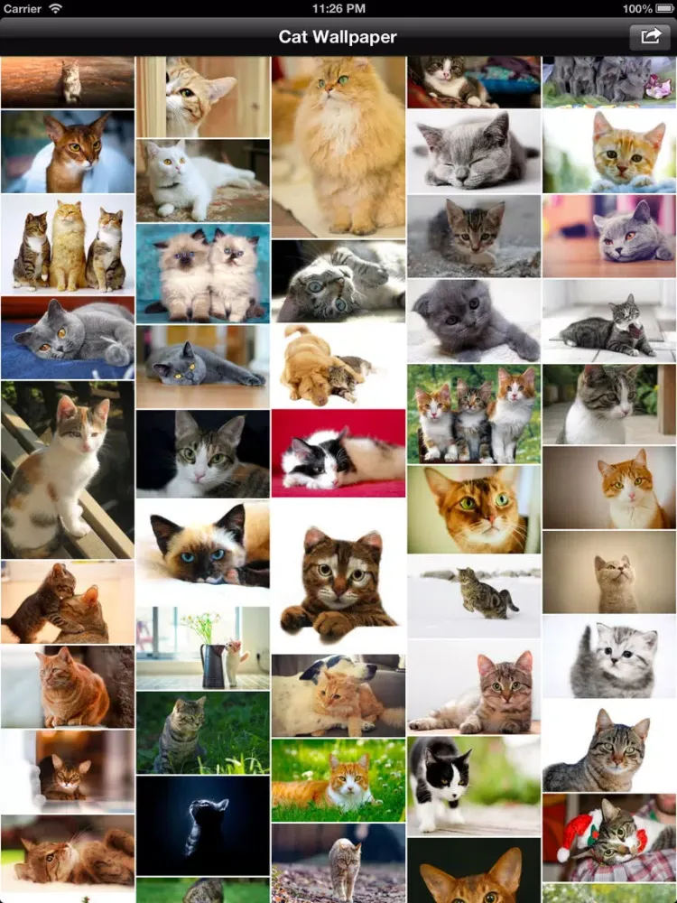 Capturas de pantalla de Cat Wallpaper iPad 