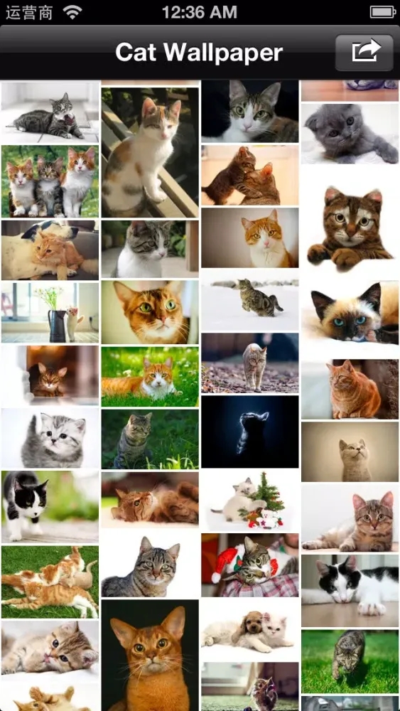 Capturas de pantalla de Cat Wallpaper