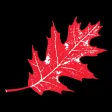 Red Oak