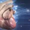 Cardiology 3D Small Animals