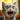 Animal Sim Angry Cat Games 3D