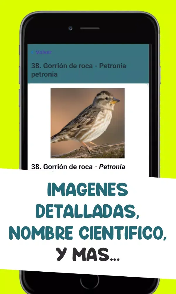 Zrzuty ekranu Guia de aves de españa – Ornit
