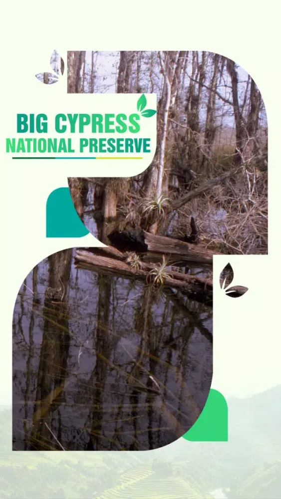 صور Big Cypress National Preserve Travel Guide