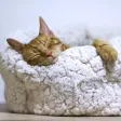 Calming Sound for Cats