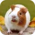 Guinea Pig Wallpaper