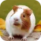 Guinea Pig Wallpaper