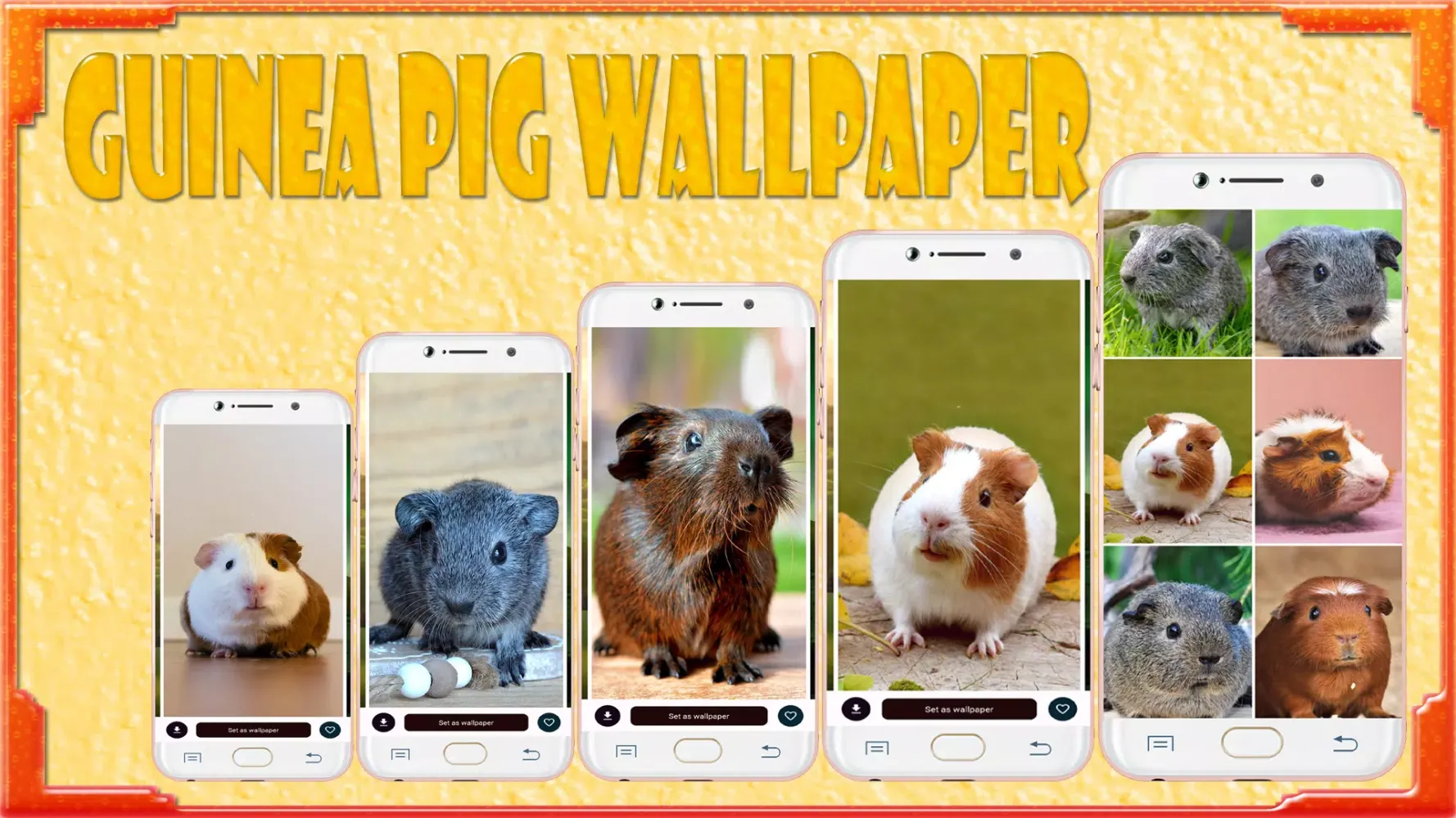 Guinea Pig Wallpaper Ekran Görüntüleri